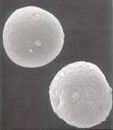Grs pollen